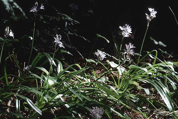 Hyacinthoides hispanica \ Spanisches Hasenglckchen / Spanish Bluebell, P Sierra de Sintra 27.3.2002