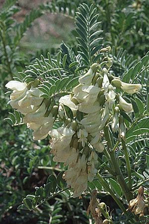 Astragalus lusitanicus subsp. lusitanicus / Iberian Milk-Vetch, P Serra da Arrabida 27.3.2002