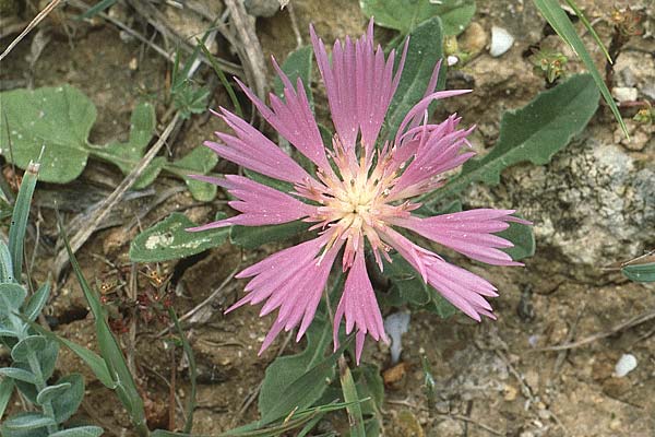 Centaurea pullata \ Brunliche Flockenblume, P Coimbra 23.4.1988