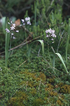 Scilla monophyllos \ Einblttriger Blaustern / One-Leaved Squill, P Serra de Caramulo 22.4.1988