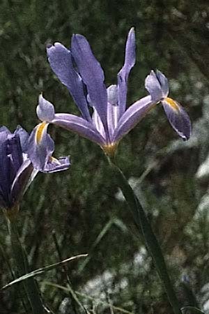 Iris xiphium \ Spanische Schwertlilie, P Serra da Arrabida 25.4.1988