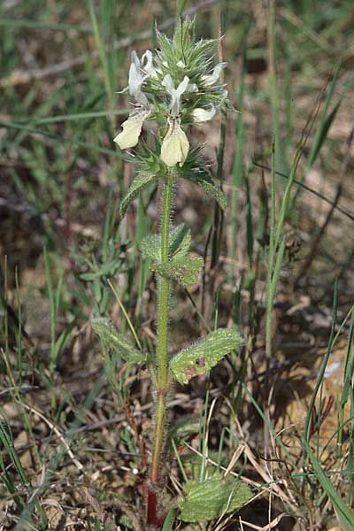 Stachys ocymastrum \ Basilikum-Ziest / Hairy Woundwort, P Lissabon 27.3.2002