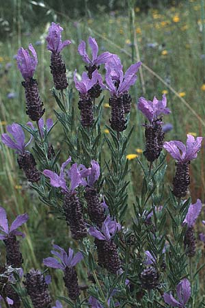 Lavandula stoechas \ Schopf-Lavendel / French Lavender, P Alentejo 26.4.1988