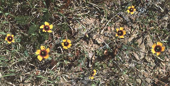 Tuberaria guttata \ Geflecktes Sandrschen / Spotted Rock-Rose, P Alentejo 26.4.1988