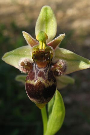 Ophrys bombyliflora x scolopax, P   Algarve Benagil 28.3.2011 (Photo: Stefan Kostyra)