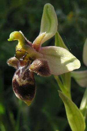 Ophrys bombyliflora x scolopax, P   Algarve Benagil 28.3.2011 (Photo: Stefan Kostyra)