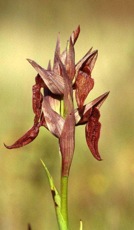 Serapias cordigera subsp. gentilii \ Gentils Zungenständel / Gentil's Serapias, P  Barranco Velho 17.4.1995 (Photo: Helmut Presser)