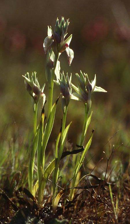 Serapias cordigera subsp. gentilii \ Gentils Zungenständel / Gentil's Serapias, P  Barranco Velho 17.4.1995 (Photo: Helmut Presser)