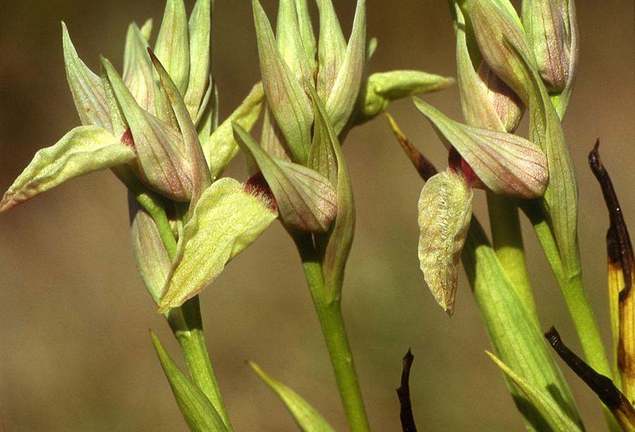 Serapias cordigera subsp. gentilii \ Gentils Zungenständel / Gentil's Serapias, P  Barranco Velho 17.4.1995 (Photo: Helmut Presser)