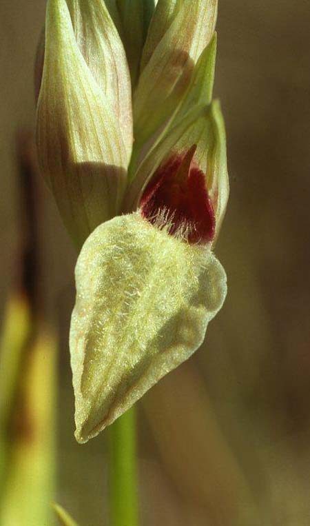 Serapias cordigera subsp. gentilii \ Gentils Zungenständel / Gentil's Serapias, P  Barranco Velho 17.4.1995 (Photo: Helmut Presser)