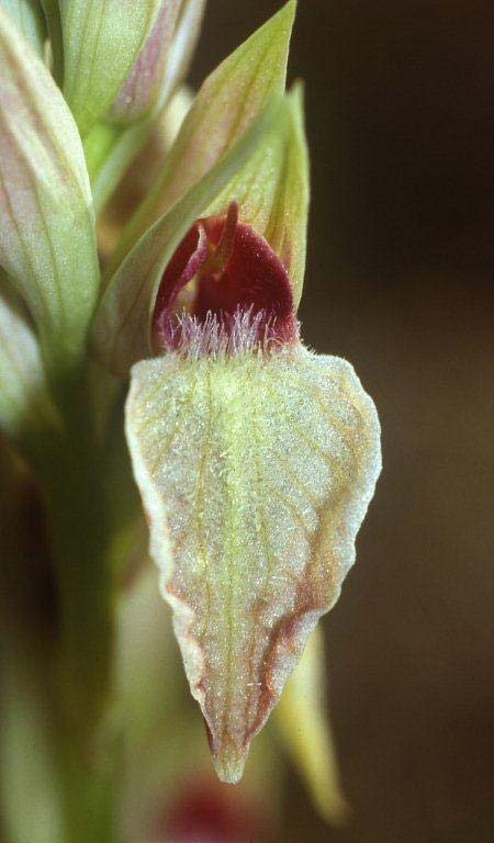 Serapias cordigera subsp. gentilii \ Gentils Zungenständel / Gentil's Serapias, P  Barranco Velho 17.4.1995 (Photo: Helmut Presser)