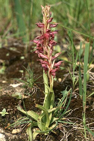 Anacamptis coriophora subsp. fragrans \ Wohlriechendes Knabenkraut / Fragrant Orchid, P  Coimbra 28.4.1988 