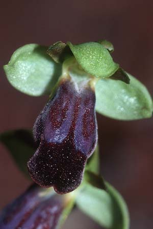 Ophrys fusca \ Braune Ragwurz, P  Algarve 26.3.2002 