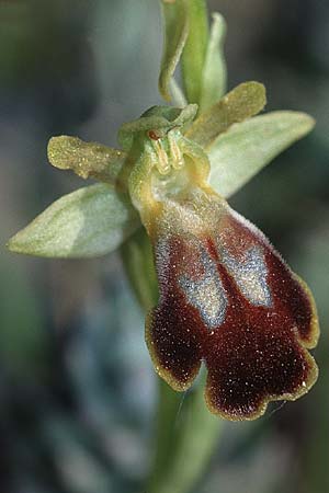 Ophrys fusca \ Braune Ragwurz, P  Serra da Arrabida 27.3.2002 