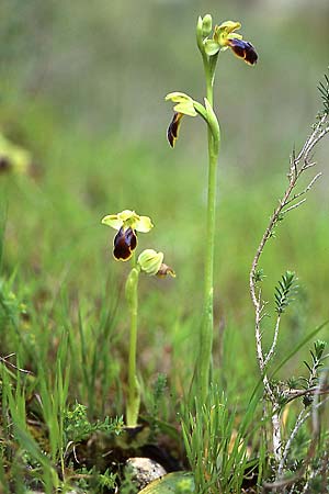 Ophrys fusca \ Braune Ragwurz, P  Serra da Arrabida 3.4.2002 (Photo: Helmut Presser)