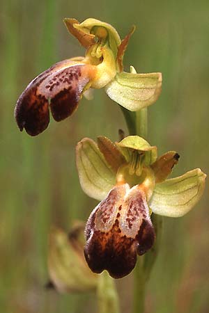 Ophrys fusca \ Braune Ragwurz, P  Serra da Arrabida 3.4.2002 (Photo: Helmut Presser)