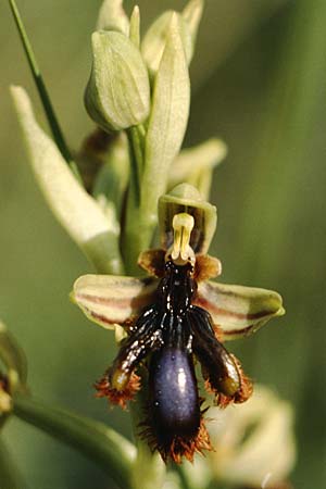 Ophrys vernixia \ Iberische Spiegel-Ragwurz / Iberian Mirror Orchid, P  Coimbra 28.4.1988 