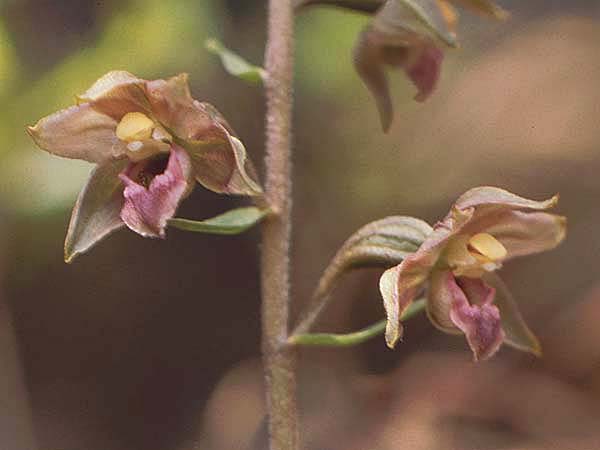 Epipactis lusitanica \ Portugiesische Ständelwurz / Portuguese Helleborine, P  Sierra Monchique 27.4.1988 