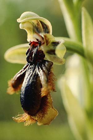 Ophrys vernixia \ Iberische Spiegel-Ragwurz, P  Coimbra 28.4.1988 