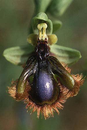 Ophrys vernixia \ Iberische Spiegel-Ragwurz, P  Coimbra 28.4.1988 