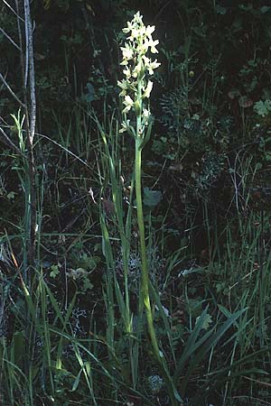 Dactylorhiza markusii \ Sizilianische Fingerwurz, Sizilianisches Knabenkraut / Sicilian Orchid, P  Duoro - Tal / Valley 20.4.1988 