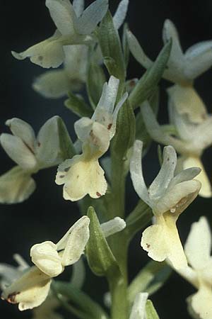 Dactylorhiza markusii \ Sizilianische Fingerwurz, Sizilianisches Knabenkraut / Sicilian Orchid, P  Duoro - Tal / Valley 20.4.1988 