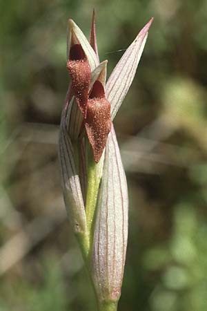 Serapias parviflora \ Kleinblütiger Zungenständel, P  Serra da Arrabida 25.4.1988 