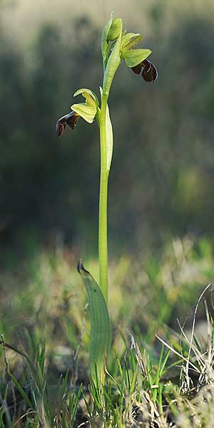 Ophrys pintoi / Pinto's Orchid, P  Ansiao 21.3.2023 (Photo: Helmut Presser)