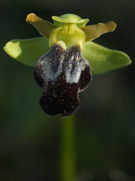 Ophrys pintoi / Pinto's Orchid, P  Ansiao 21.3.2023 (Photo: Helmut Presser)