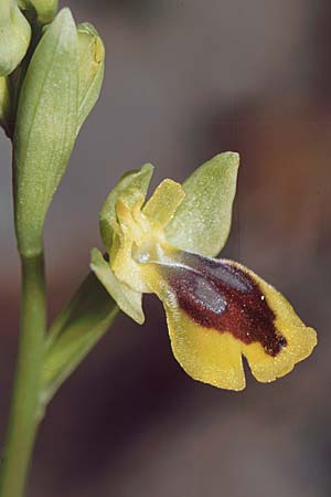 Ophrys quarteirae \ Quarteira-Ragwurz / Quarteira Ophrys, P  Algarve Paderne 26.3.2002 
