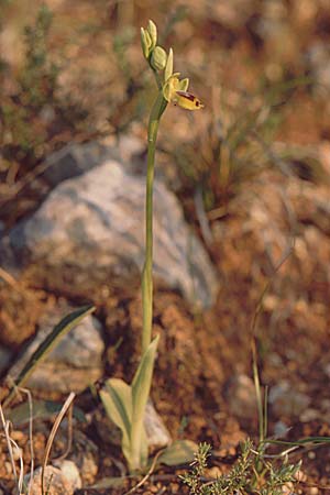 Ophrys quarteirae \ Quarteira-Ragwurz / Quarteira Ophrys, P  Algarve Paderne 26.3.2002 