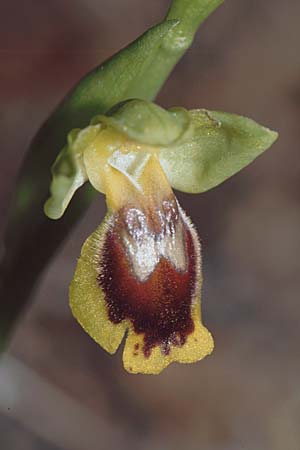 Ophrys quarteirae \ Quarteira-Ragwurz / Quarteira Ophrys, P  Algarve Paderne 26.3.2002 