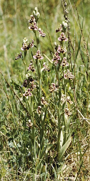 Ophrys scolopax \ Schnepfen-Ragwurz, P  Coimbra 28.4.1988 