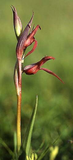 Serapias strictiflora var. distenta \ Gespreizter Zungenständel, P  Vendas Novas 4.4.2002 (Photo: Helmut Presser)