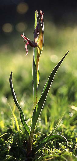 Serapias strictiflora var. distenta \ Gespreizter Zungenständel, P  Vendas Novas 4.4.2002 (Photo: Helmut Presser)