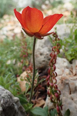 Ranunculus asiaticus var. sanguineus / Persian Buttercup, Turban Buttercup, Rhodos Tsambika 30.3.2019