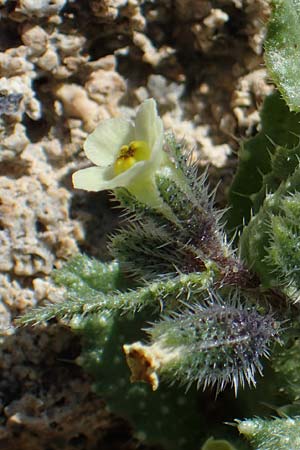 Lycopsis aegyptiaca \ Gelbe Ochsenzunge, Rhodos Lindos 20.3.2023