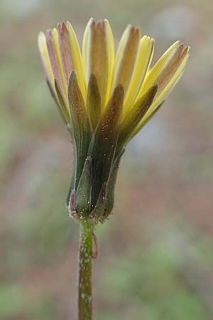 Aetheorhiza bulbosa subsp. microcephala \ Kleinfrchtiger Knollen-Pippau, Rhodos Laerma 4.4.2019