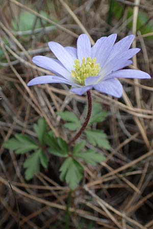 Anemone blanda \ Strahlen-Anemone / Mountain Windflower, Rhodos Akramitis 21.3.2023