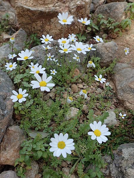 Anthemis chia \ Chios-Hundskamille, Rhodos Epta Piges 27.3.2019