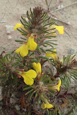 Ajuga chamaepitys subsp. chia \ stlicher Gelber Gnsel / Eastern Ground Pine, Rhodos Profilia 5.4.2019