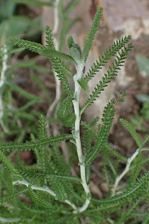 Achillea cretica \ Kretische Schafgarbe, Rhodos Attaviros 24.3.2023