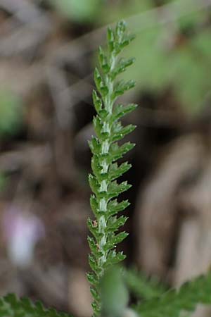 Achillea cretica \ Kretische Schafgarbe / Camomile-Leaved Lavender-Cotton, Rhodos Attaviros 24.3.2023