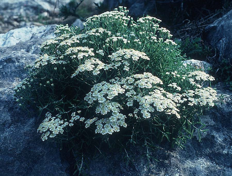 Achillea cretica \ Kretische Schafgarbe, Rhodos Profitis Ilias 3.5.1987