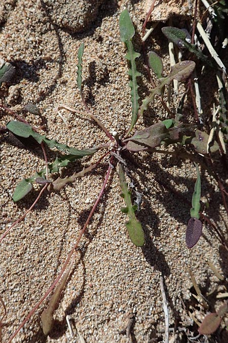 Aetheorhiza bulbosa subsp. microcephala \ Kleinfrchtiger Knollen-Pippau, Rhodos Agathi Beach 26.3.2023