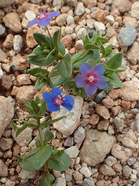 Lysimachia foemina \ Blauer Gauchheil, Rhodos Prasonisi 1.4.2019