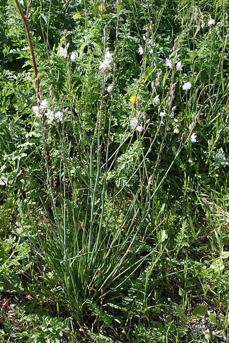 Asphodelus fistulosus \ Rhriger Affodill / Hollow-Leaved Asphodel, Rhodos City 28.3.2023