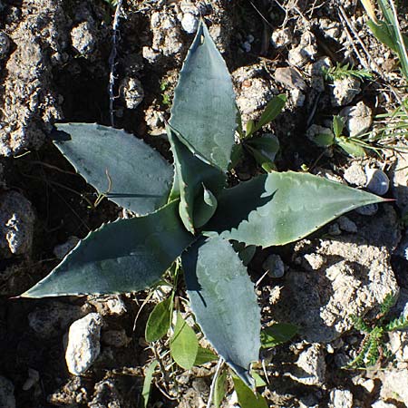 Agave americana / American Agave, Rhodos Lindos 20.3.2023