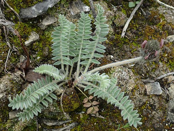 Astragalus austroaegaeus \ Sdgischer Tragant / South-Aegaean Milk-Vetch, Rhodos Kattavia 1.4.2019