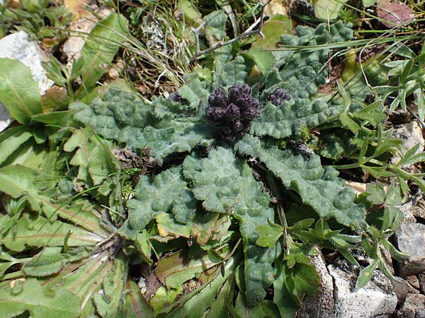 Anchusa hybrida \ Gewellte Ochsenzunge, Hybrid-Ochsenzunge, Rhodos Attaviros 23.3.2023